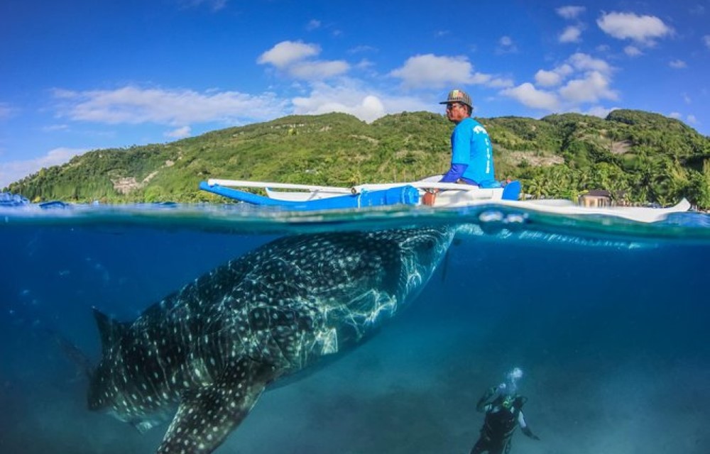 Oslob Whale Shark